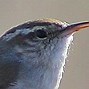 Image result for Identify Bird by Shape