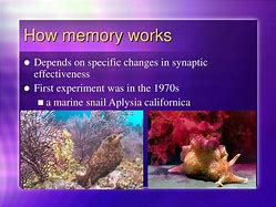 Image result for Formation of Memory Cells