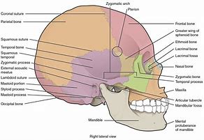 Image result for Human Brain Skull Drawing
