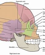 Image result for Human Skull Profile