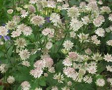 Image result for Astrantia gracilis