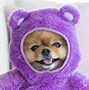 Image result for Be Happy Puppy