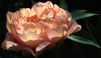 Paeonia itoh Canary Brilliants に対する画像結果