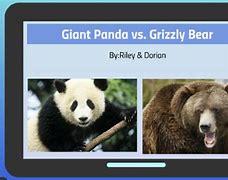 Image result for Panda vs Bear