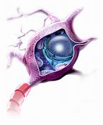 Image result for Sensory Nerve Cell