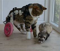 Image result for Cats with Funny Disabilities