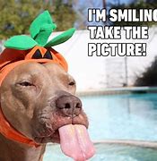 Image result for Cute and Funny Dog Memes