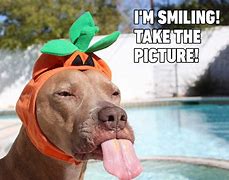 Image result for Cute and Funny Animal Memes