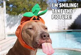 Image result for Hilarious Pet Memes