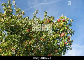 Image result for Big Apple Tree