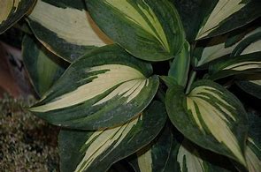 Image result for Hosta Hudson Bay