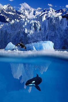 live an extraordinary life - thelovelyseas:

 Orca Jumping Out of Water and...