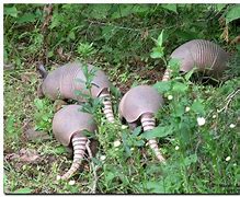 Image result for Christmas Armadilla