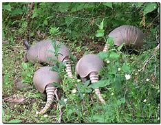 Image result for Labor Day Armadillo