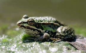 Image result for Frog Sitting