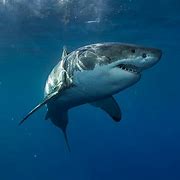 Image result for Biggest Great White Shark Ever