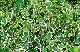 Image result for Creeping Fig Ground Cover