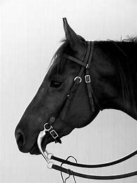 Image result for Curb Bit Horse