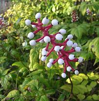 Image result for Actaea pachypoda (White Baneberry)