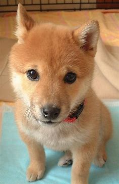 Shiba Inu - my brother wants this dog... and we might actually get it because my mom thinks it's adorable | 柴犬、柴犬 子犬、子犬