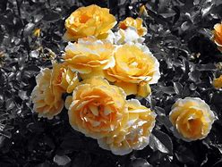 Image result for Beautiful Gold Roses