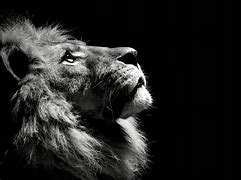 Image result for Lion Roar Black and White