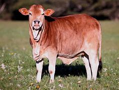 Image result for Boran Calves