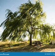 Image result for Tree Vine Swaying