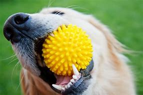 Image result for Dog Ate Chew Toy