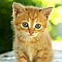 Image result for Pretty Kitty Cat