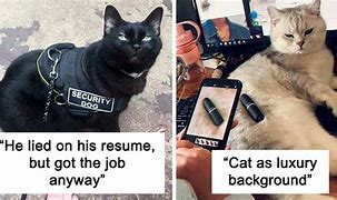 Image result for Cat Job Meme Poster