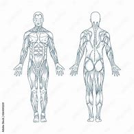 Image result for Anatomy Sketch Art