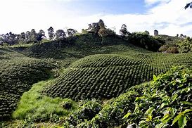 Image result for cafetero