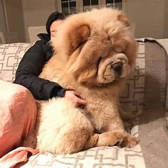 A Chow Chow is a beautiful dog that’s a little bit on the large side | PetPress