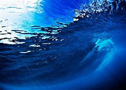 Image result for surfing