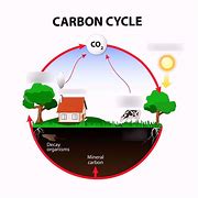 Image result for A Carbon Cycle