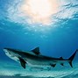 Image result for Biggest Fish in the World Not Shark