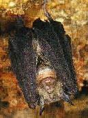 Image result for Australian Scary Bat