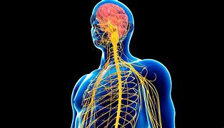 Image result for Central Nervous System