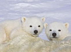 Image result for Cute Baby Polar Bear