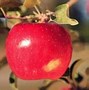 Image result for Heirloom Apples List
