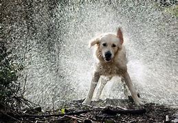 Image result for Dog Rain Meme
