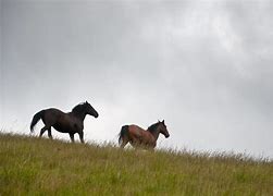 Image result for Three Horses Running