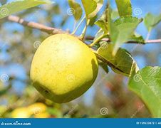 Image result for Yellow Delicious Apple Tree