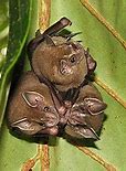 Image result for Vampire Bat