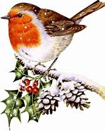 Image result for Snow Birds