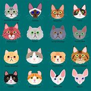 Image result for Picture 1Mb Size Cats