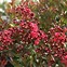 Image result for Lagerstroemia indica ENDURING RED