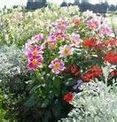 Image result for Beautiful Landscaping Flower Gardens