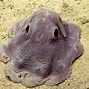 Image result for Cool Octopus